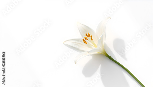 white lily flower