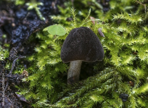 Pluteus ephebeus (Pluteus ephebeus), inedible fungus, Hesse, Germany, Europe
