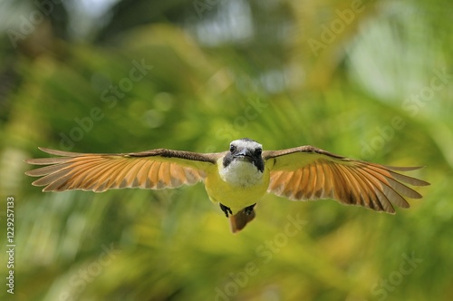 Great kiskadee (pitangus sulphuratus), in flight, flycatcher, aggressive behavior defense, Corozal District, Belize, Central America photo