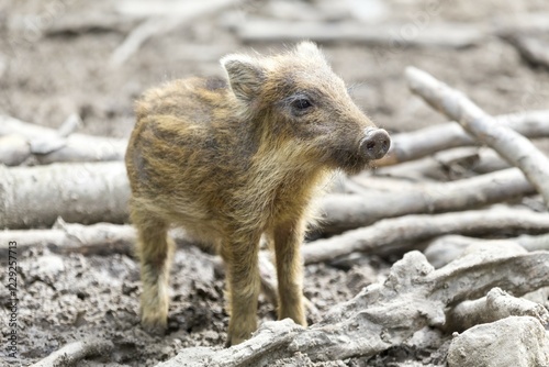 Shoat (Sus scrofa), Saarland, Germany, Europe