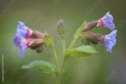 Lungwort (Pulmonaria officinalis), Emsland, Lower Saxony, Germany, Europe photo