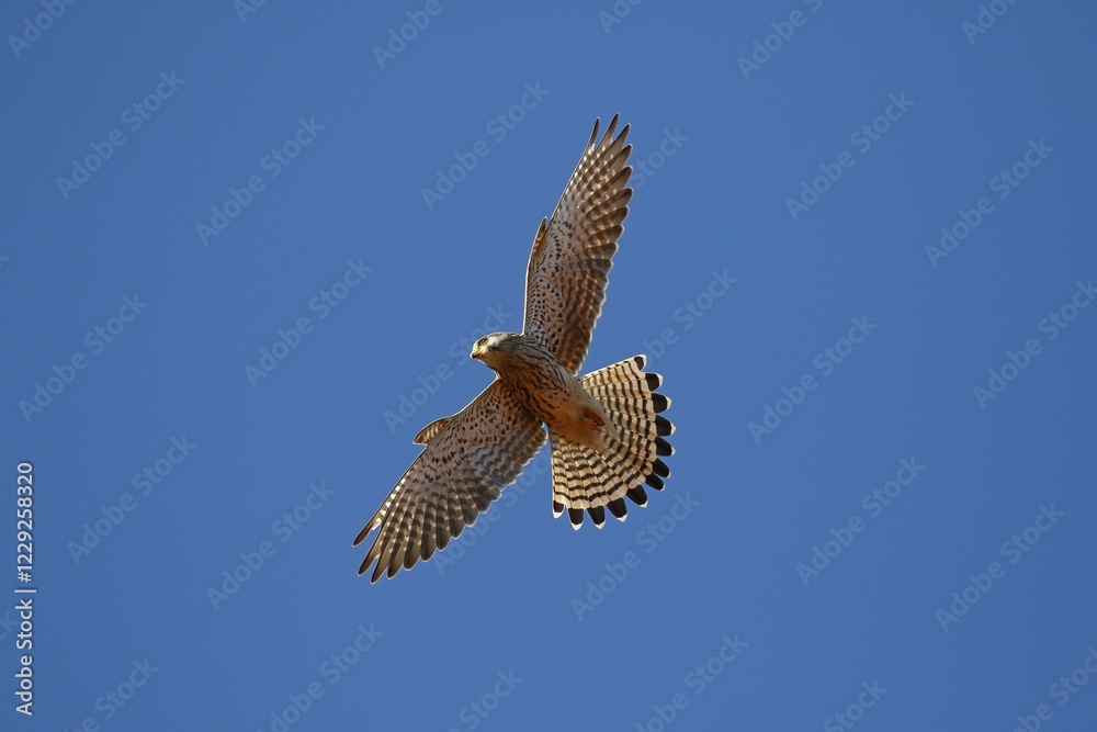 Fototapeta premium Common Common Kestrel (Falco tinnunculus) gliding, blue sky, Schleswig-Holstein, Germany, Europe