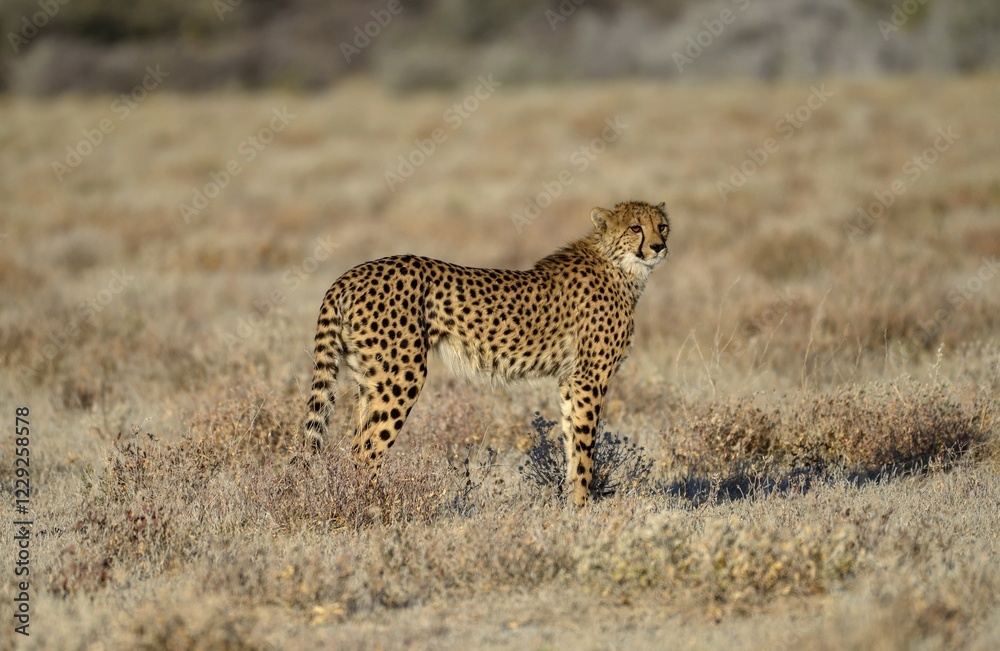 Cheetah (Acinonyx jubatus), male stands in dry grassland, near Namutoni, Etosha National Park, Kunene region, Namibia, Africa Cheetah (Acinonyx jubatus), male stands in dry grassland, near Namutoni, Etosha National Park, Kunene region, Namibia, Africa