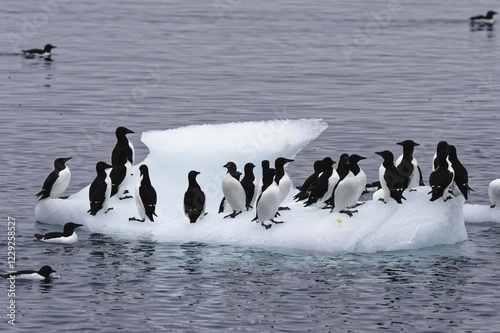 Thick-billed Murres (Uria lomvia) on an iceberg, Alkefjellet bird cliff, Hinlopen Strait, Spitsbergen Island, Svalbard archipelago, Norway, Europe photo