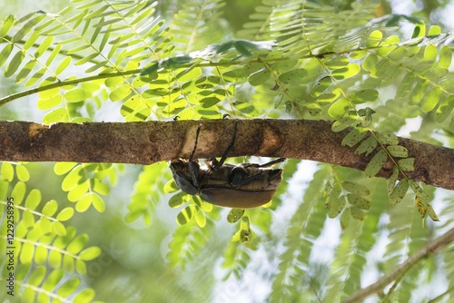 Elephant beetle (Megasoma elephas) ​​climbing on branch, Limon province, Costa Rica, Central America photo