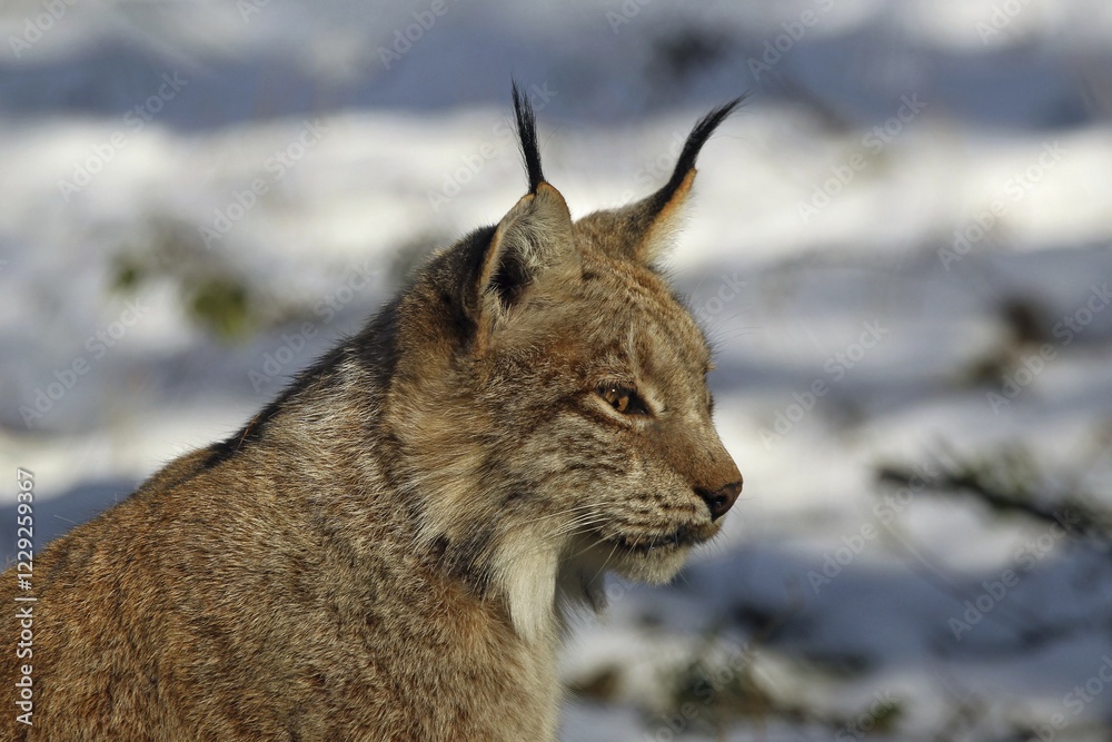 Fototapeta premium Lynx (Felis lynx) portrait, captive, Bavaria, Germany, Europe