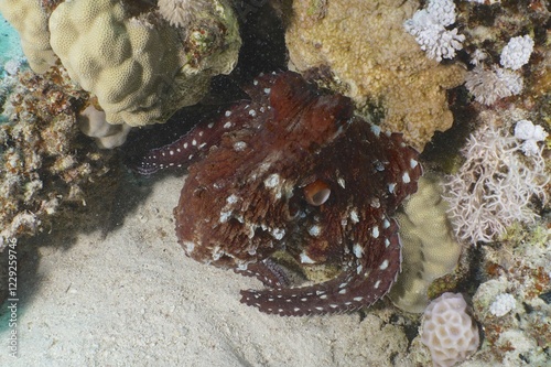 Great Blue Octopus (Octopus cyaneus), Dive Site House Reef, Mangrove Bay, El Quesir, Red Sea, Egypt, Africa photo