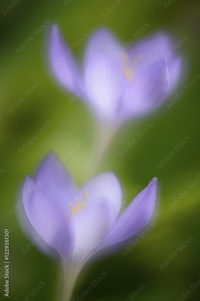 Naklejka premium Autumn Crocus (Crocus speciosus)