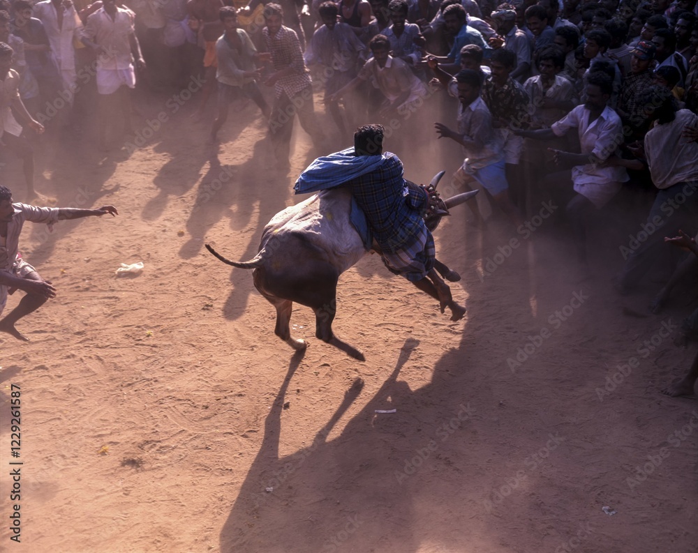 custom made wallpaper toronto digitalJallikattu in Alanganallur near Madurai, Tamil Nadu, India, Asia