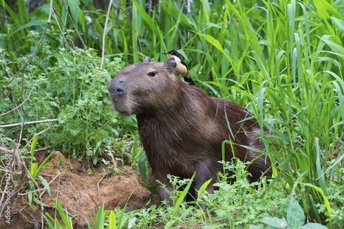 Capybara (Hydrochaeris hydrochaeris) with a Black-capped Donacobius (Donacobius atricapilla) on the back, Pantanal, Mato Grosso, Brazil, South America photo