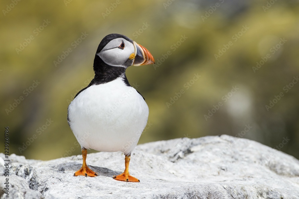 Fototapeta premium Puffin (Fratercula arctica), Farne Islands, Northumberland, England, United Kingdom, Europe