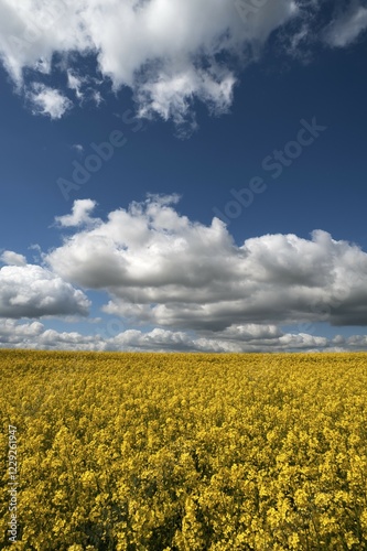 Rapeseed (Brassica napus) field, flowering, clear sky, Mecklenburg-Western Pomerania, Germany, Europe photo