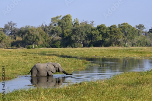 Elephant (Loxodonta africana) in swampy terrain, crosses the Khwai River, Khwai Region, North-West District, Okavango Delta, Botswana, Africa