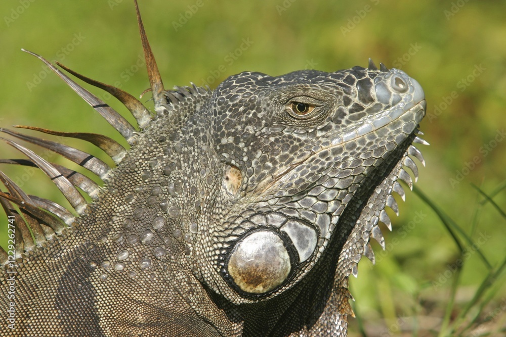 Obraz premium Head of an iguana Florida