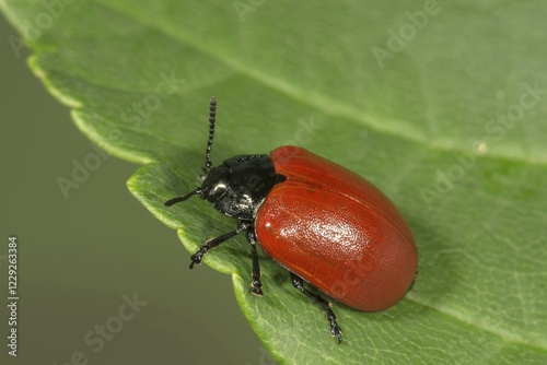 Chrysomela populi (Chrysomela populi) on leaf, Baden-Württemberg, Germany, Europe photo