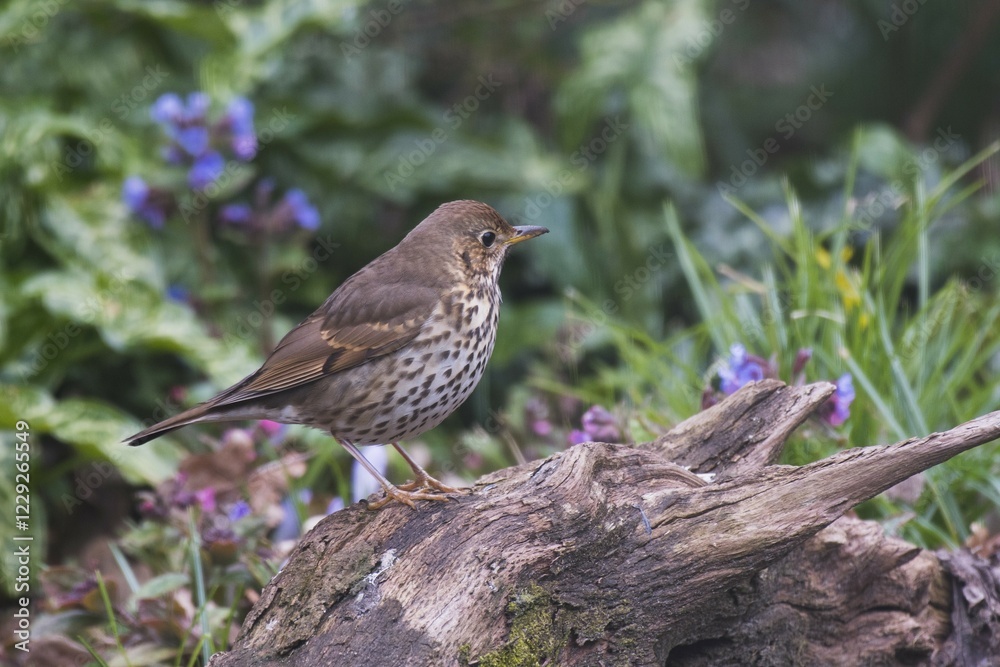 Song thrush (Turdus philomelos) sits on deadwood, Emsland, Lower Saxony, Germany, Europe Song thrush (Turdus philomelos) sits on deadwood, Emsland, Lower Saxony, Germany, Europe