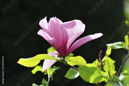 Blossom of the tulip magnolia (Magnolia x soulangeana), Amabilis cultivar photo