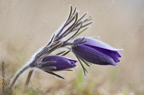 Common Pasque Flower (Pulsatilla vulgaris, Anemone pulsatilla L.), Gillesbachtal, Kalkeifel, Eifel, North Rhine-Westphalia, Germany, Europa, Europe photo