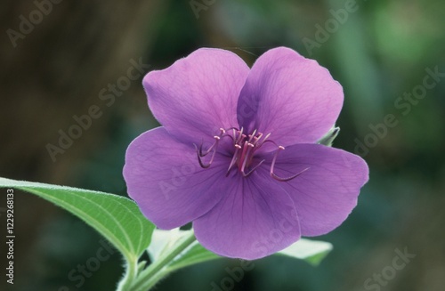 Princess Flower (Tibouchina granulosa)