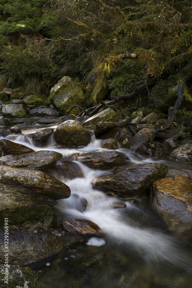 Mountain stream by the Copland Track, West Coast, South Island, New Zealand, Oceania Mountain stream by the Copland Track, West Coast, South Island, New Zealand, Oceania