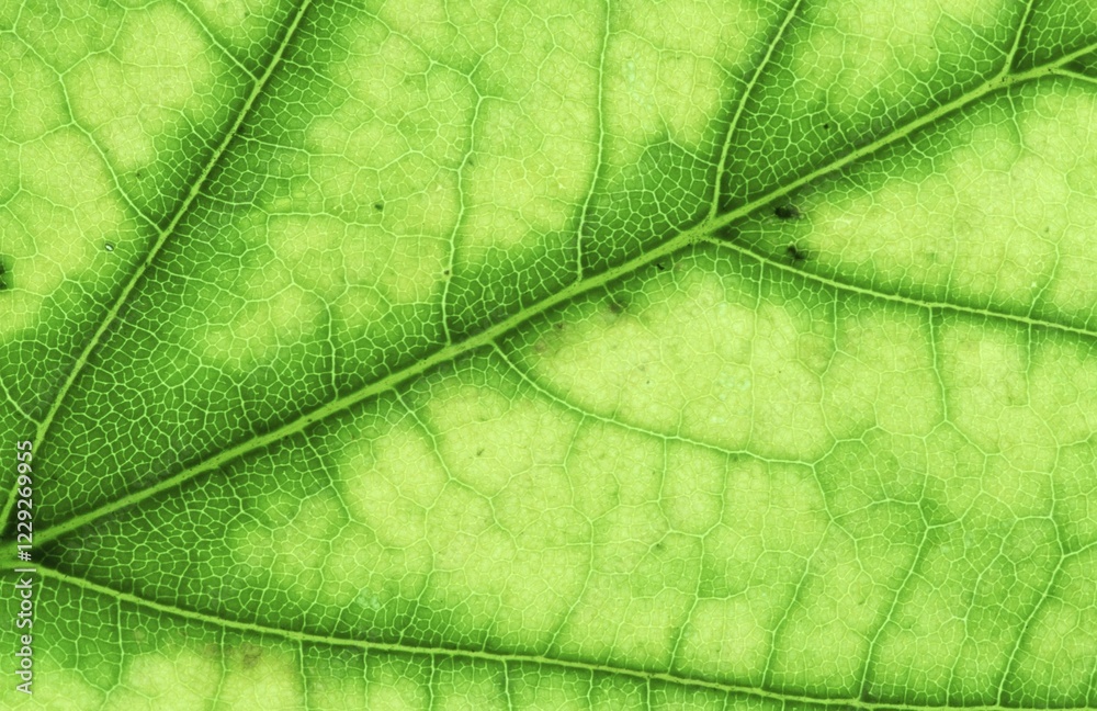 Sycamore leaf detail, Germany (Acer pseudoplatanus)