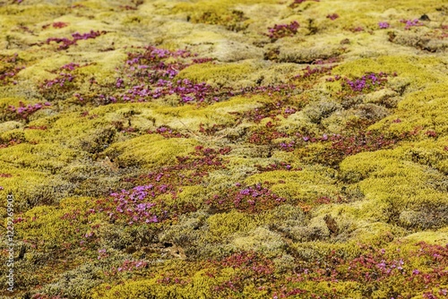 Ground vegetation with moss and early flowering thyme (Thymus praecox), Island photo