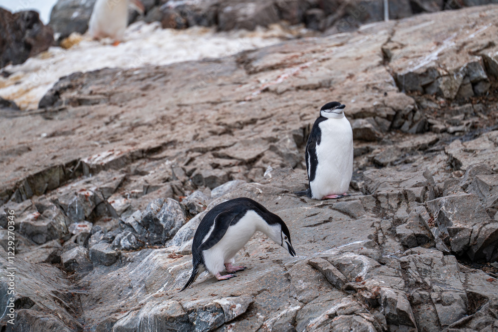 Naklejka premium Chinstrap penguin (Pygoscelis antarcticus) in Antarctica. Wild n