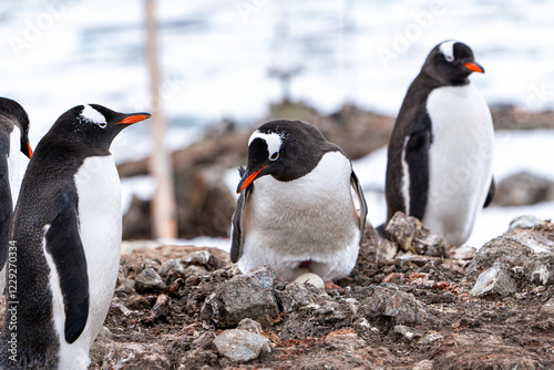 Gentoo penguins in Antarctica. Wild nature. Snow. South Pole.