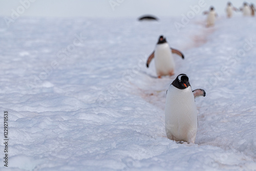 Gentoo penguins in Antarctica. Wild nature. Snow. South Pole.