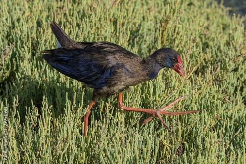 Purple Grouse (Porphyrio porphyrio), foraging in Glassworts (Salicornia), wetland, Albufera nature park Park, Majorca, Spain, Europe photo