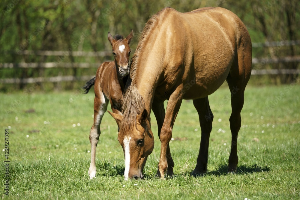 Domestic horses, brown mare with foal grazes on pasture, Germany, Europe Domestic horses, brown mare with foal grazes on pasture, Germany, Europe