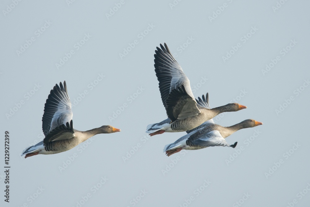 Greylag Geese (Anser anser) in flight, East Frisia, Lower Saxony, Germany, Europe