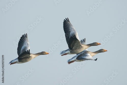 Obraz na płótnie Greylag Geese (Anser anser) in flight, East Frisia, Lower Saxony, Germany, Europe w salonie