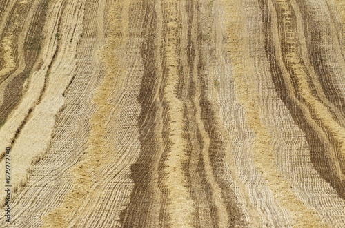 Patterns in cornfield after wheat harvest, Cordoba province, Andalusia, Spain, Europe photo