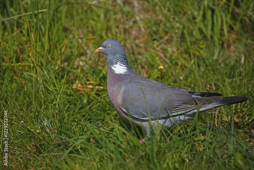 Common wood pigeon (Columba palumbus) in Gras, Schleswig-Holstein, Germany, Europe