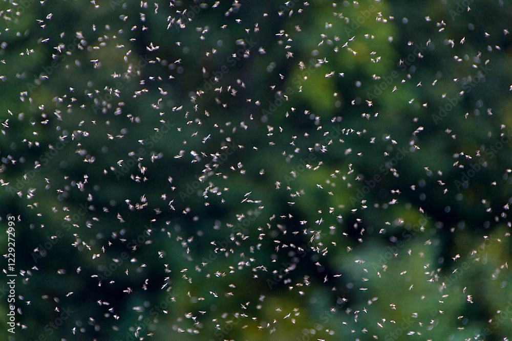 Ταπετσαρία A swarm of flies in forest. Close up.
