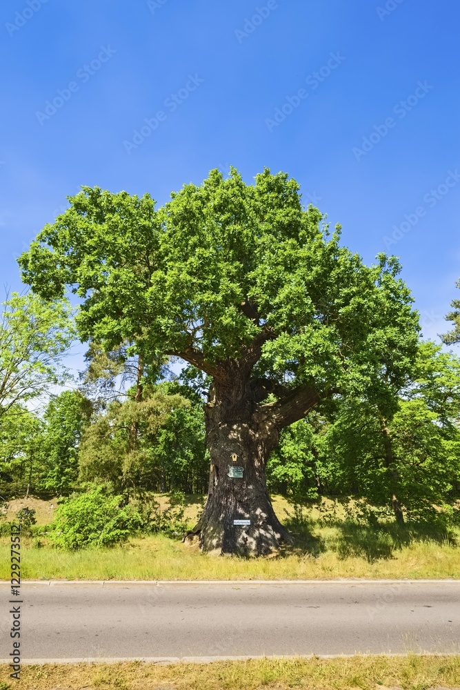 Fototapeta premium 350 year old oak (Quercus sp.) tree, Kurfürsteneiche, Biegenbrück, Müllrose, Brandenburg, Germany, Europe