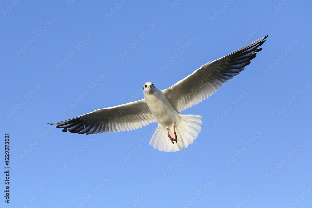 Fototapeta premium Black-headed gull (Chroicocephalus ridibundus) in flight, blue sky, Kemnade, North Rhine-Westphalia, Germany, Europe
