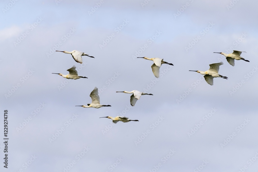 Fototapeta premium Common spoonbills (Platalea leucorodia), birds in flight, Texel, West Frisian Islands, province of North Holland, Holland, Netherlands