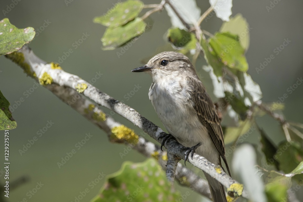 Spotted Flycatcher (Muscicapa striata) sitting in tree on a branch, Natural Park of S'Albufera, Majorca, Spain, Europe Spotted Flycatcher (Muscicapa striata) sitting in tree on a branch, Natural Park of S'Albufera, Majorca, Spain, Europe