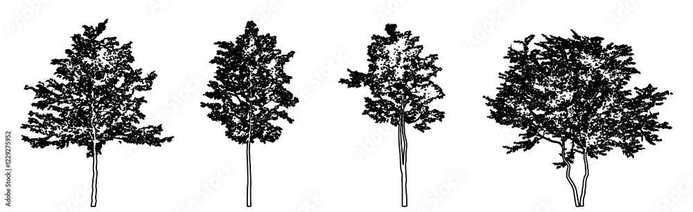 Set or collection of American Beech trees as a black line drawing silhouette on white background. Concept or conceptual vector for nature, planet, ecology conservation, strength, endurance and beauty