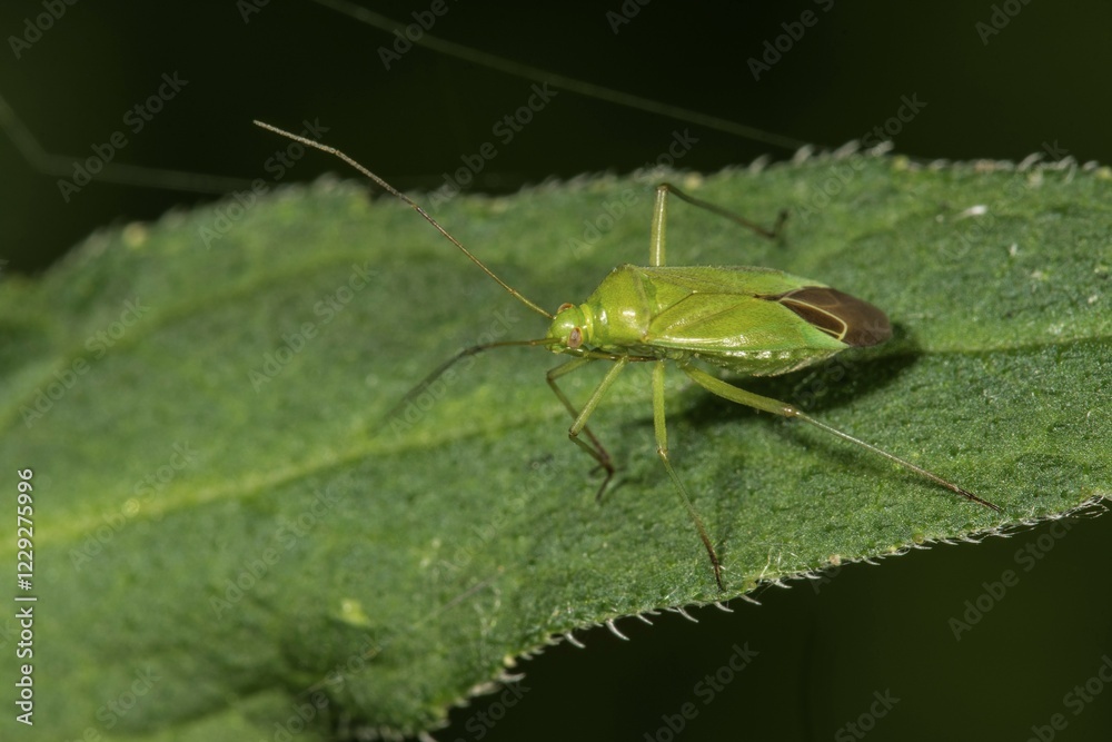 Calocoris affinis (Calocoris affinis), on a leaf, Baden-Württemberg, Germany, Europe Calocoris affinis (Calocoris affinis), on a leaf, Baden-Württemberg, Germany, Europe
