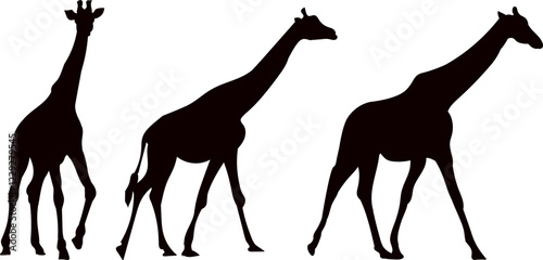 giraffes walking black silhouette vectogiraffes walking black silhouette vectorr