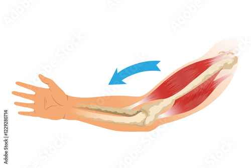 Arm muscle biceps with skeleton. Muscle tension of human hand on white background. Bones and joints in male silhouette. Medical vector illustration of hand for clinic or hospital