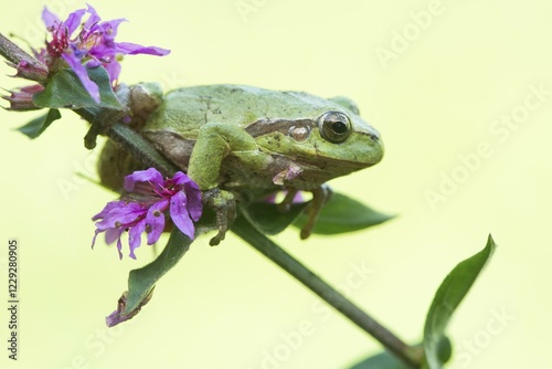 Tree frog (Hyla arborea), sits on Purple loosestrife (Lythrum salicaria), North Rhine-Westphalia photo