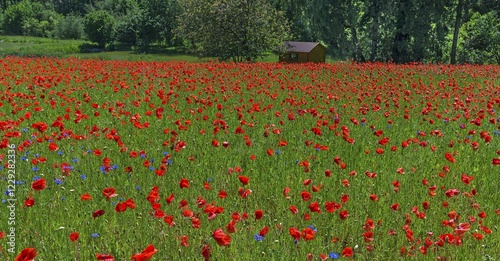 Blooming meadow with Corn poppies (Papaver rhoeas) and Cornflowers (Cyanus segetum), Franconia, Bavaria, Germany, Europe photo