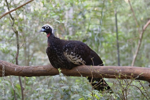 Black-Fronted Piping-Guan (Pipile Yacutinga) sitting on a branch, Iguazu National Park, Parana State, Brazil, South America photo