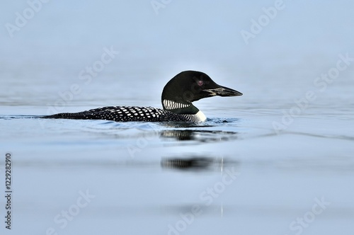 Great Northern Loon (Gavia immer), in summer dress, swimming on a lake, Gelderland, Netherlands photo