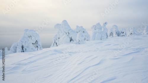 Snow-covered trees, Spruces, fjeld in winter, Riisitunturi National Park, Posio, Lapland, Scandinavia, Finland, Europe photo