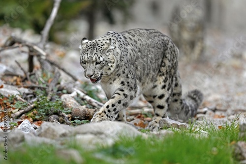 Snow leopard (Panthera uncia), running, captive, Germany, Europe
